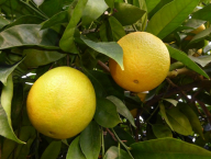 Citrus sinensis "Washington"